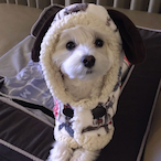 Dashwitda9mm's Avatar'