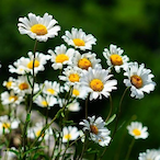 Leucanthemum's Avatar'