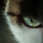 NendermanX's Avatar'