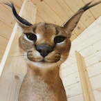 mike_hawk4207's Avatar'