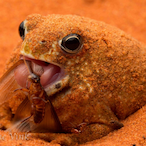 TheDoritoFrog's Avatar'