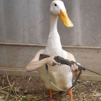 Bub4j_McDuck's Avatar'