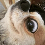 ShinyDogl's Avatar'