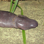 pakey nanny's Avatar'