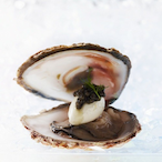Oyster.IceCream's Avatar'