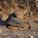 Lord-Jackal's Avatar'