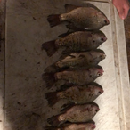 RespktDenims's Avatar'