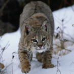 killerbobcat134's Avatar'