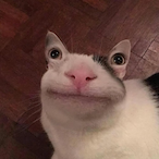 CatFindsALeaf's Avatar'