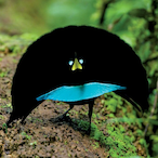 NonDirtySocks's Avatar'