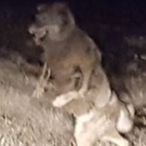 StrainReady's Avatar'