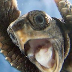 DazzlingTurtle's Avatar'
