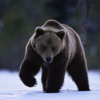 BEARWAHO's Avatar'