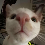 Funnycatenjoyer's Avatar'