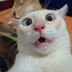 ZP_Dragarcher's Avatar'