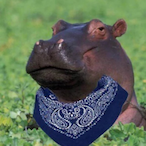 zensikkoo's Avatar'