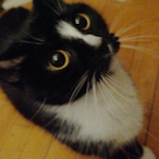 Alysaliuskitten's Avatar'