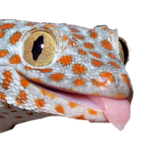 GEKOMEISTER.'s Avatar'