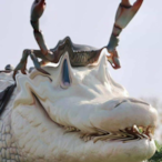 lIlIIlIlllLllII's Avatar'