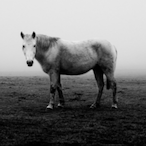 Pvt.Gravity's Avatar'