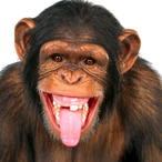 ilegal charg's Avatar'