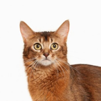 Extinct8e4st's Avatar'