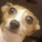 TheDrMongoose's Avatar'