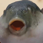 GigaPufferfish's Avatar'
