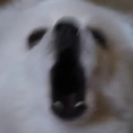 IDoogey's Avatar'