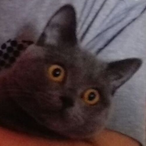 Robimbino's Avatar'