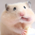 mochi_hoppe's Avatar'