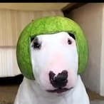 Waltermelon's Avatar'
