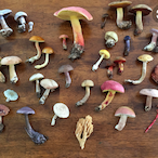 SoftSpore940351's Avatar'