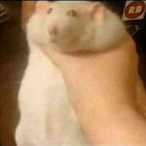 MunkyFarts's Avatar'