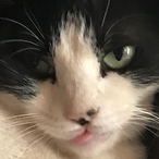 ForbniteDancing's Avatar'