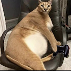 bigfloppa.-'s Avatar'