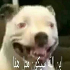 diuretic-tester's Avatar'
