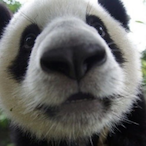 Cojorooski's Avatar'