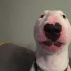 CaIIMeAnakin's Avatar'