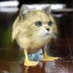 ChickenEelCurry's Avatar'