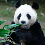 Blaugelber-Panda's Avatar'
