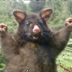 KAKA2KDX's Avatar'