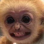 monkey102's Avatar'