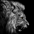 Xl_N1GHTM4R3_lXx's Avatar'