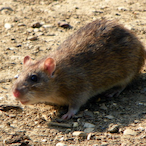 SiNuRattus's Avatar'