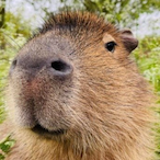 Coconut_Dogy's Avatar'