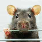 bansagigucsibea's Avatar