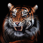 Tiger_017's Avatar'