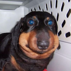 Comrade_Pupper's Avatar'