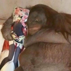 HamTheChimp's Avatar'